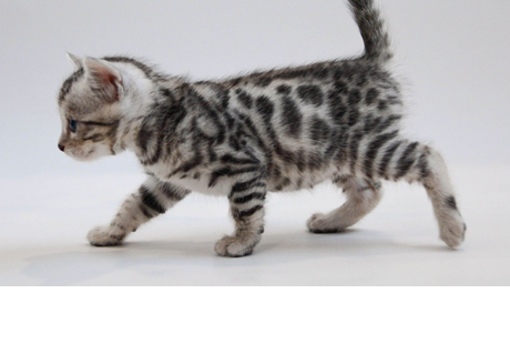Bengal Kittens for sale near me